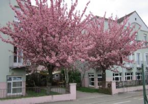 Photo MAISON DE RETRAITE SANS SOUCI, Ehpad, maison de retraite &agrave; GEISPOLSHEIM 67